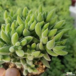 은전(소) : 천원상품 - 엑스플랜트