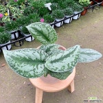 (싹쓰리식물원) 엔젤 스킨답서스 - 엑스플랜트