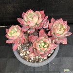 텐트라쨈224-2 : 다육식물 - 엑스플랜트