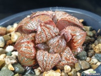 쿠마도리 15-26 - 엑스플랜트