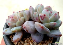 성영 - 엑스플랜트