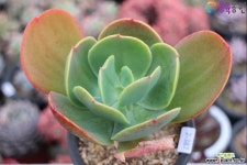 실크베일2-387 - 엑스플랜트