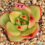 P77귀품 퀸마브통통 경매-다육식물  