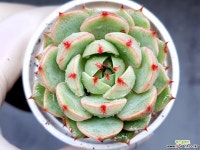 벤바디스 11-16 - 엑스플랜트