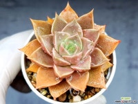 신비로즈 11-39 - 엑스플랜트