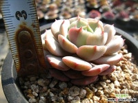 클라라0226-2 - 엑스플랜트