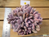 큐피트 - 엑스플랜트