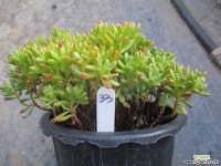 소인제 2633 - 엑스플랜트