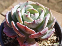 몽블랑 6.96 0224 - 엑스플랜트