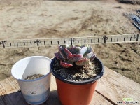 몽블랑 6.96 0224 - 엑스플랜트