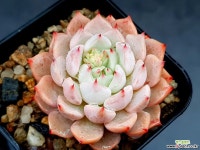 자라고사 11-404 - 엑스플랜트