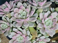 페블즈022639 : 다육식물 - 엑스플랜트