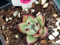 슈퍼클론 (소) 28 - 엑스플랜트