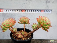 마커스 12-167 - 엑스플랜트