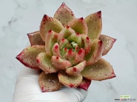 로즈팜(대) 12-345 : 다육식물 - 엑스플랜트