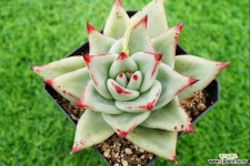 마제스타 0226-1094 - 엑스플랜트