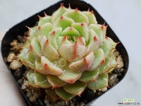 벤바디스 13-474 - 엑스플랜트