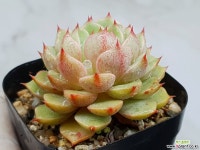 벤바디스 13-474 - 엑스플랜트