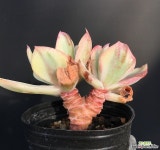 앙팡금 - 엑스플랜트