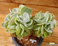 에스메랄다 - 엑스플랜트