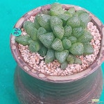 서버렉타 ㅡ화분포함 - 엑스플랜트