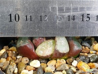 마경만상 25-17 - 엑스플랜트