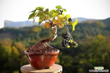 댕댕이3번-한국자생-포도처럼달려요-겨울까지열매달림-동일품배송 : 분재 - 엑스플랜트