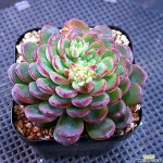 레드탑1084 - 엑스플랜트