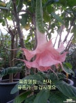 천사에나팔 신품종 핑크겹 -천사 : 관엽식물 - 엑스플랜트