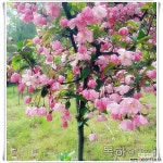 서부해당 수사해당 (분홍꽃) R3전후 개화주, 목하원예조경 : 꽃나무 묘목 - 엑스플랜트 서부해당 수사해당 (분홍꽃) R3전후 개화주,  목하원예조경... 