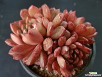 핑클루비4956 - 엑스플랜트