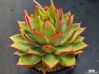 에보니특이종대품 - 엑스플랜트