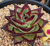 원종에보니슈퍼클론 경매-다육식물  