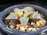 피그마에아 27-28 - 엑스플랜트