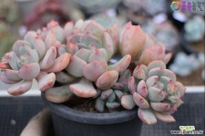 에그린원(자연군생)3-218 - 엑스플랜트