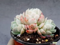 묵은라즈베리아이스 17-126 - 엑스플랜트