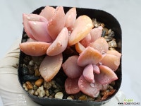 짚시 17-335 - 엑스플랜트