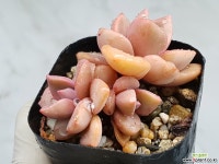 짚시 17-335 - 엑스플랜트