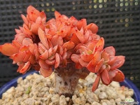 빅레드 306-1 - 엑스플랜트