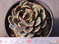 산타루이스 C0255 - 엑스플랜트