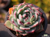 도태랑 C0294 - 엑스플랜트