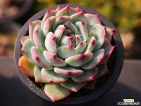 도태랑 C0294 - 엑스플랜트