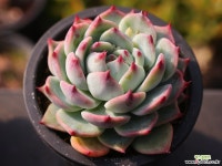 도태랑 C0294 - 엑스플랜트