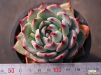 도태랑 C0294 - 엑스플랜트