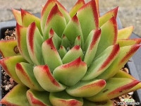 시나위 403-2647 - 엑스플랜트