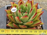 시나위 403-2647 - 엑스플랜트