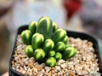 미니 부다템플 - 엑스플랜트