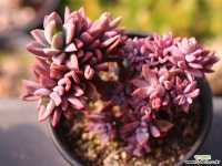 원종프리티 C0274 - 엑스플랜트