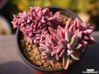 원종프리티 C0274 - 엑스플랜트