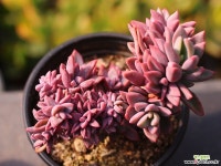 원종프리티 C0274 - 엑스플랜트